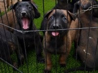 DARK MALİNOİS KÖPEĞİMİZ