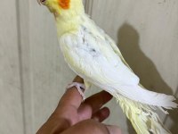 47 günlük full evcil lutino bebek sultan papağanı