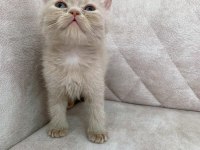 FAWN RENGİ Safkan BRİTİSH shorthair ayı surat bebek