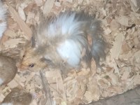 Safkan damızlık ve anaç teddy bear hamster