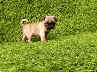 HARİKA ANOTOMİ PUG KÖPEĞİ