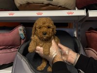 Toy poodle çokomeller