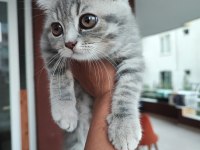 British longhair