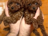 Teacup boy red brown toy poodle bebekler