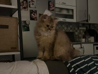 Ücretsiz british longhair 10 aylık