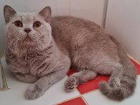 Safkan British Shorthair