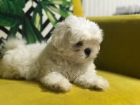 Ankaranın en güzel kore kan maltese yavrusu