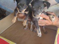 Dişi erkekli takım çok ufak olacaklar güzel köpekler