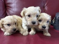 Maltipoo yavrularım sağlık ve ırk garantilidir