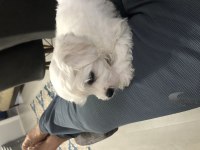 2.5 aylık minik oyuncu erkek safkan maltese