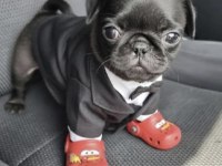 Pug Safkan