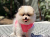 Pomeranian Boo safkan ayı surat bebeklerim
