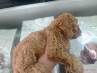 2,5 AYLIK ERKEK COCKAPOO