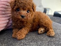 Toy Poodle Red Brown Yavrularımız