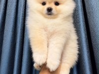 POMERANİAN BOO DİŞİ YAVRUMUZ