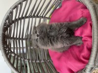 Son kalan scottish fold yavrum uyguna veriyorum