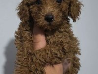 Poodle bebekleri