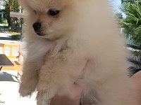 Pomeranian erkek 3 aylık