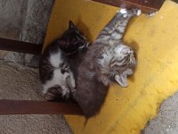 2 Aylık Yavru Kediler