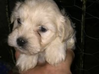 Maltese yavruları