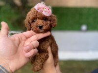 SAFKAN ORJİNAL KORE POODLE KURABİYE YAVRULARI