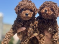 Wc eğitimli redbrown toy poodle yavrularımız