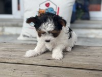 Ankarada yasal ruhsatlı çiftlikden morkie yavrumuz