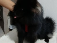 POMERANİAN 8 AYLIK AŞILARI YAPILDI ERKEK