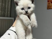Point blue scottish fold bebekler