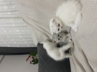 3 BEYAZ 1 SİYAH YAVRU KEDİM