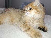 Premium Güzellikte British Longhair