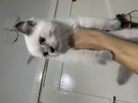 2 Aylık British Shorthair Yavrular