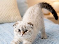 Mavi gözlü yavru scottish fold