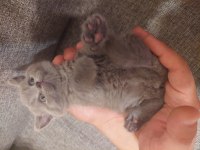 British Shorthair Bluepoint ,eğitimli dişi kedi