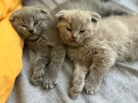 Son iki tane kedimiz elimde erkek kaldı biri lilac açık gri