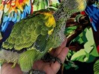 BLUE FRONT AMAZON PAPAĞANI BEBEK