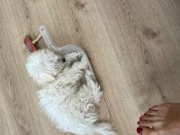 Sevimli yavrumuz yeni sahibini arıyor maltipoo