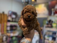 Orjinal Toy Poodle Yavrular