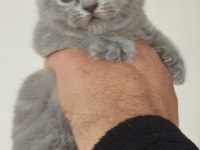 British shorthair yeni evimiz için hazırız