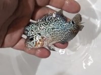 Hobici dostu flowerhorn balıklar