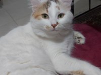 ÜCRETSİZ KEDİMİZİ SAHİPLENDİRME