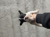 French bulldog yavru köpeklerimiz
