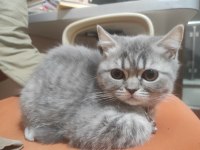 Çok tatlı ayı surat british shorthair kediler