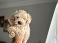 Maltipoo Yavrum 55 Günlük Köpekler