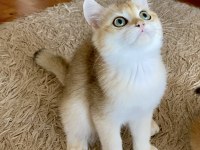 Safkan British Shorthair Golden erkek yavru