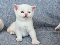 Safkan british shorthair red point mavi gözlü