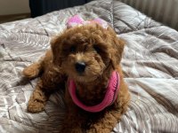 Poodle bebeğimiz yeni yuvasını bekliyor