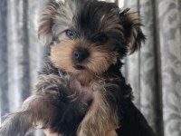 2 aylık yorki bebek köpekler