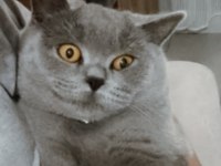 British Shorthair 1 Yaşında