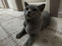 Safkan Erkek British Shorthair
